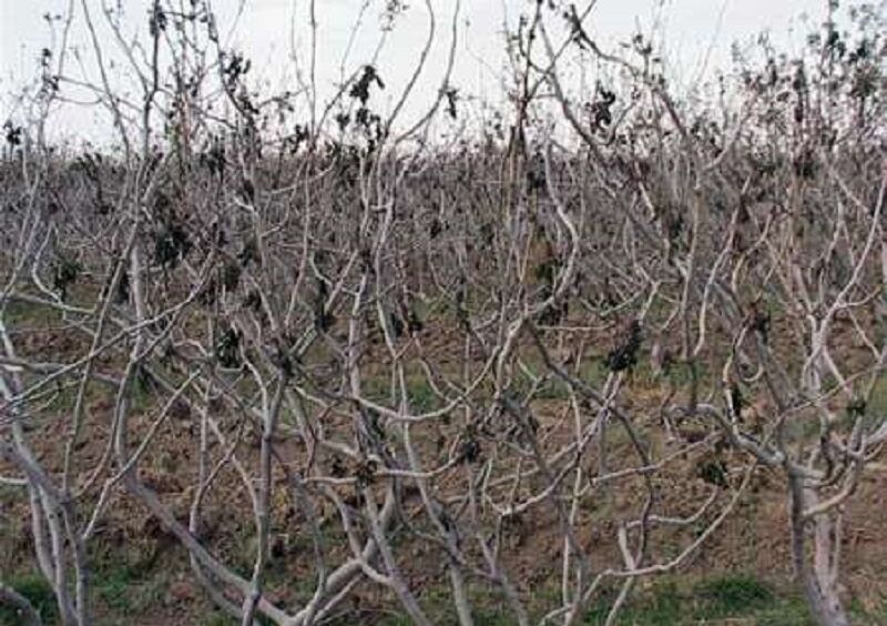 سرما به کشاورزی بجستان ۵۱۰ میلیارد ریال خسارت زد