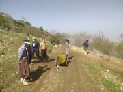 ضرورت تسریع در مبارزه با آفات در مزارع کردستان