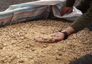  کشف ۹ تن مکمل غذایی دام و طیور قاچاق در شهرستان تاکستان