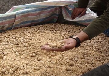  کشف ۹ تن مکمل غذایی دام و طیور قاچاق در شهرستان تاکستان