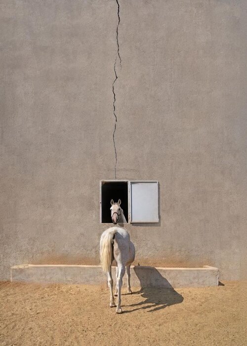 «ابوالقاسم خوشرو» به عنوان ۱۰ عکاس برتر جهان انتخاب شد