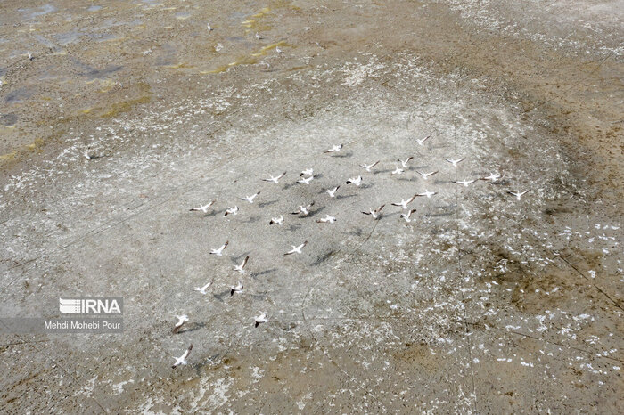 شبح مرگ بر فراز میانکاله