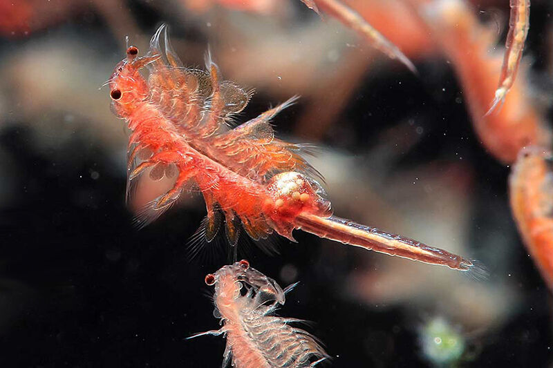 پرورش آرتمیا در بندر رحمانلو جان دوباره به دریاچه ارومیه میدهد پرورش آرتمیا در بندر رحمانلو جان دوباره به دریاچه ارومیه میدهد