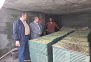 نخستین بانک نشاء مکانیزه در آستارا راه‌اندازی شد
