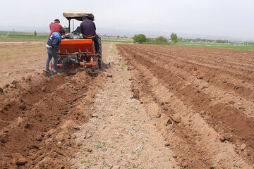 آغاز کشت گسترده سیب‌زمینی در اراضی کشاورزی استان اردبیل