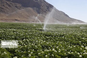 هدفگذاری اجرای ۷۰ هزار هکتار سامانه های نوین آبیاری در اراضی کشاورزی