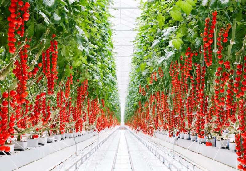 عملیات ساخت بزرگترین گلخانه شیشهای «هیدروپونیک» شرق کشور آغاز شد عملیات ساخت بزرگترین گلخانه شیشهای «هیدروپونیک» شرق کشور آغاز شد