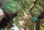 قاچاق سبز؛ جدیدترین شیوه برای نابودی مراتع کردستان