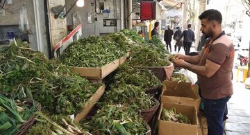 رنگینی سفره کردستانی‌ها از دامن سبز مراتع