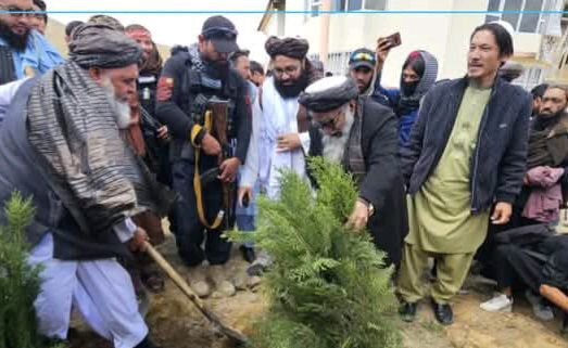 آغاز کمپاین ملی نهال‌شانی در ولایت بامیان؛ ۳ میلیون اصله نهال غرس می‌شود
