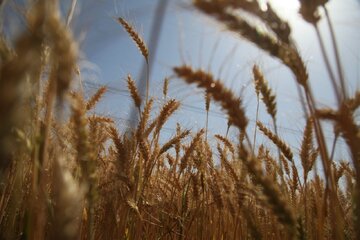 زنجیره معیوب تولید تا فروش گندم در جنوب کرمان