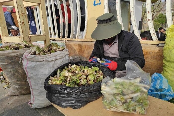 چیدن نوبرانه با طعم گس "مرگ"