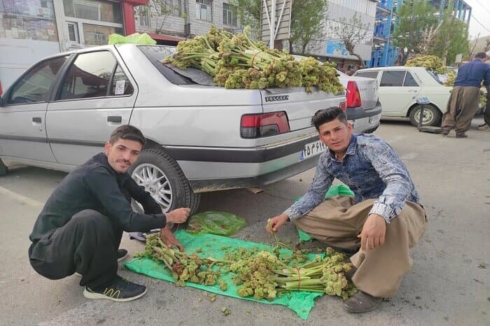 چیدن نوبرانه با طعم گس "مرگ"