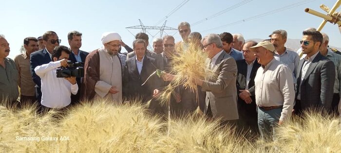 معاون وزیر: تولید بیش از ۱۱ میلیون تن گندم در کشور پیشبینی شد