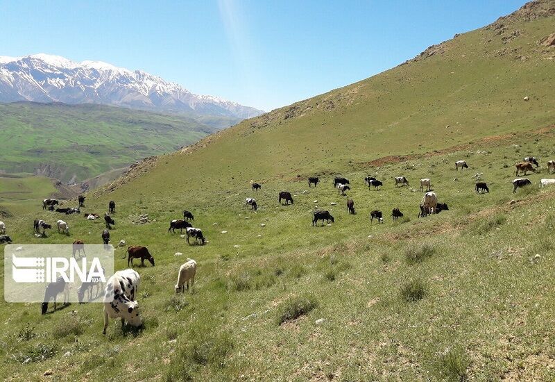کاهش ۲۸ درصدی علوفه مراتع خراسان‌شمالی؛ چالش بزرگ دامداران