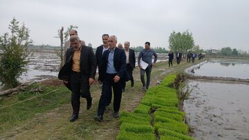 شالیکاران ساروی امسال دغدغه کم آبی ندارند
