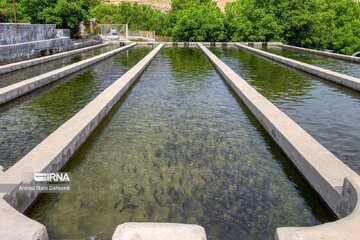 شهرک آبزی‌پروری در اردبیل راه‌اندازی می‌شود