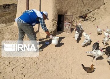بیش از ۳۲۶ هزار قطعه طیور در کردستان واکسینه شد