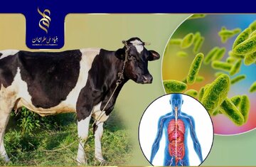 طراحی تست تشخیصی بیماری بروسلوز توسط محقق ایرانی 