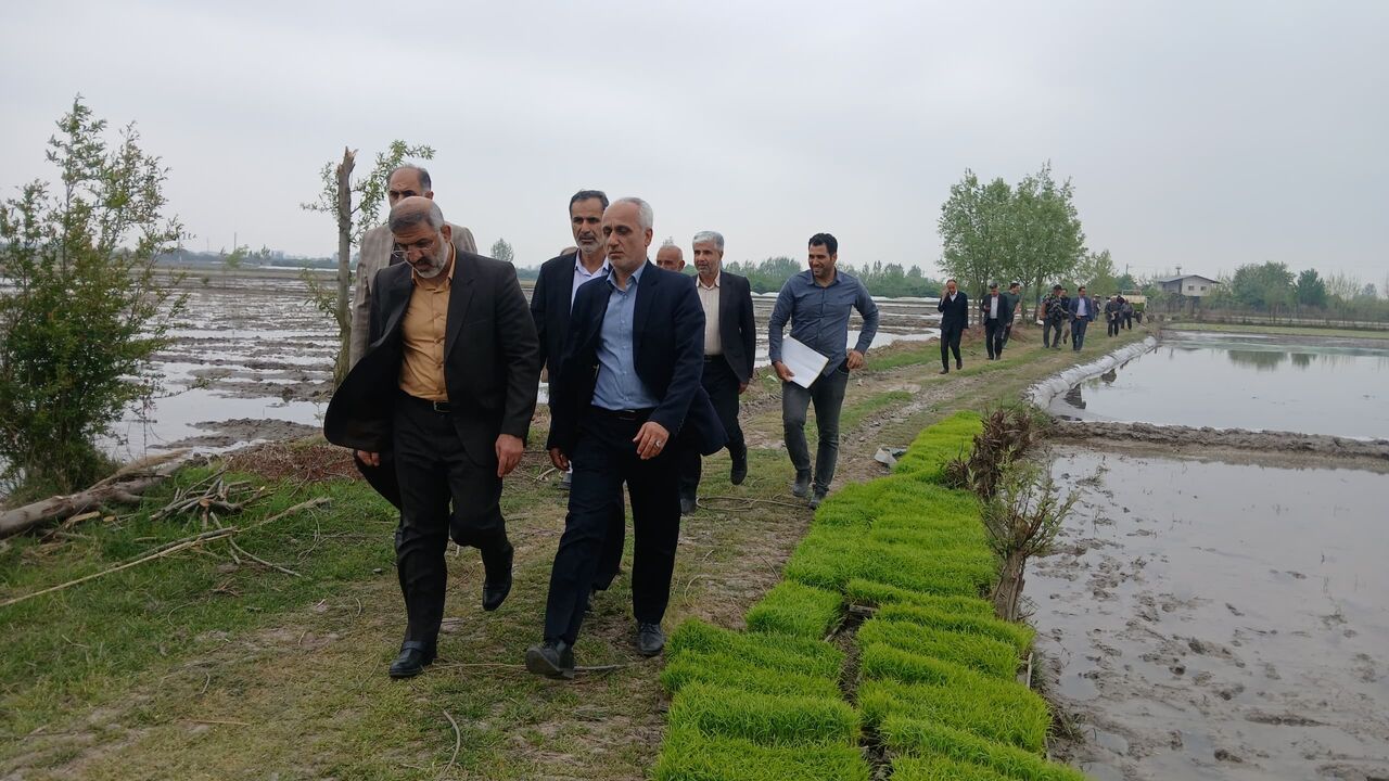 شالیکاران ساروی امسال دغدغه کم آبی ندارند