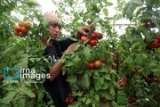 تولیدات گلخانه‌ای‌ هرمزگان طی یک‌سال گذشته به ۲۰۸ هزار تن رسید