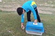 نوجوان شاهین‌دژی یک بهله پرنده شکاری را آزاد کرد+ فیلم
