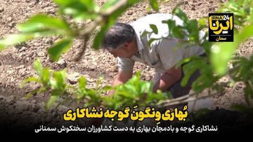 فیلم | بُهاری وِنگون و گوجه نشاکاری