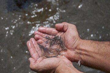 تولید بیش از ۱۸ میلیون قطعه لارو ماهی در مراکز تکثیر شیلات خوزستان