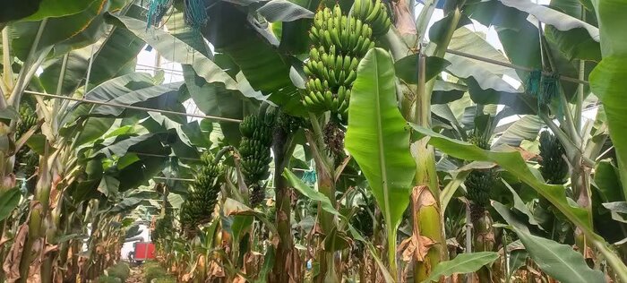 از استوا تا گلخانه؛ موز در ساوه جان گرفت