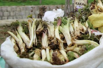 گیاهان بهاری، مصداقی از سخاوت طبیعت لرستان