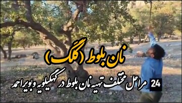 فیلم| مراحل پخت نانِ بلوط یا «کَلگ» در کهگیلویه و بویراحمد