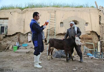 ۱۶ هزار راس دام در مناطق مرزی کردستان واکسینه شد
