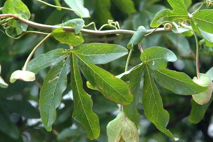 آروجیا؛ مهاجم خوش خط و خال نوظهور طبیعت گیلان