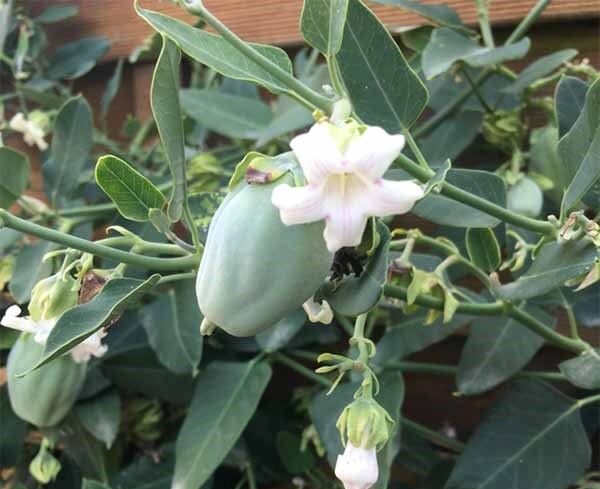 آروجیا؛ مهاجم خوش خط و خال نوظهور طبیعت گیلان