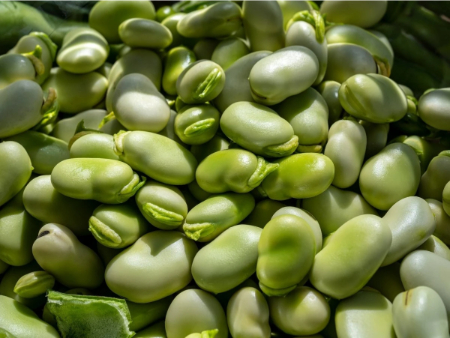 چگونه باقلا را آماده کنیم؛ از پوستگیری تا خشک کردن بهینه