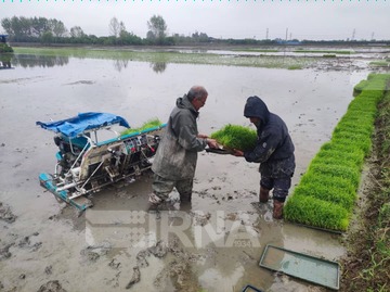 تداوم بی‌توجهی‌ها به بیمه محصولات کشاورزی در مازندران