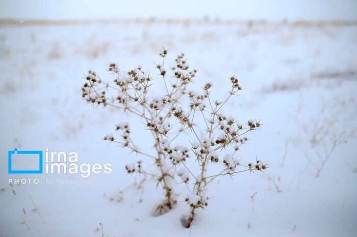 برف بهاری شهرهای شمال شرق آذربایجانشرقی را سفیدپوش کرد