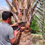 ارتقای مدیریت نخلستان‌ها در بوشهر ضروری است