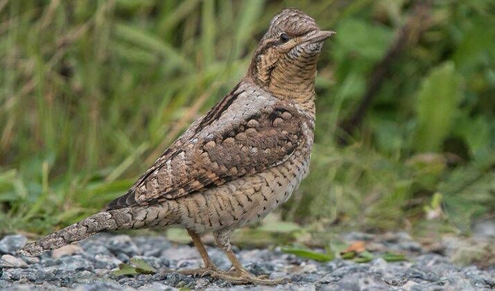 پرنده دارکوب قهوهای در جزیره خارگ شناسایی و ثبت شد پرنده دارکوب قهوهای در جزیره خارگ شناسایی و ثبت شد