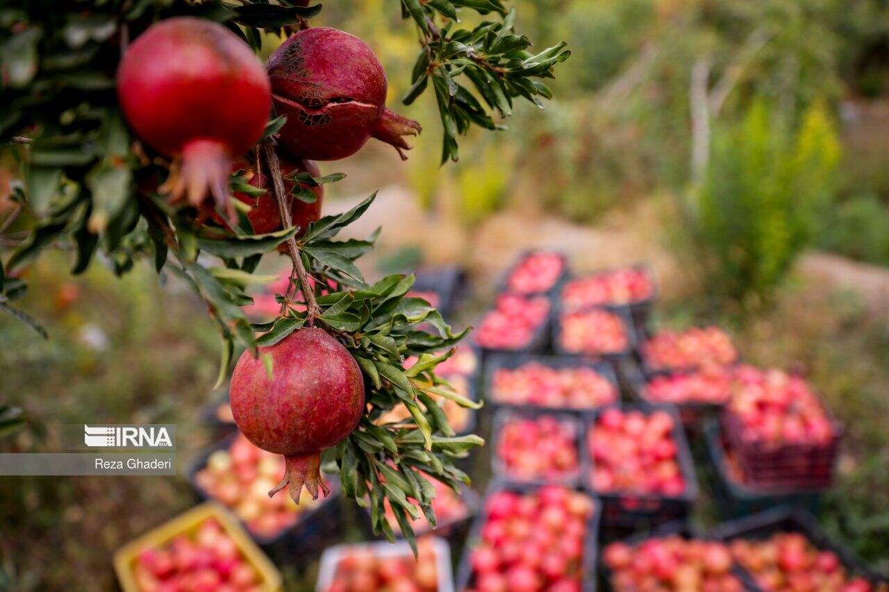 صنایع کشاورزی آذربایجان‌غربی برای ۲۲ هزار نفر ایجاد اشتغال کرد