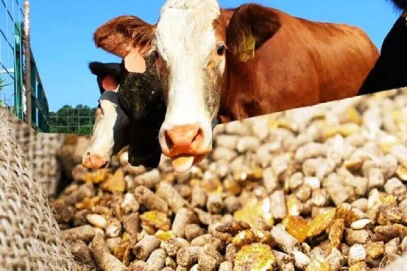 ۲ واحد تولید خوراک دام و طیور در هشترود پلمب شد ۲ واحد تولید خوراک دام و طیور در هشترود پلمب شد