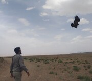 عقاب طلایی پس از بهبود در سبزوار به دامان طبیعت بازگشت