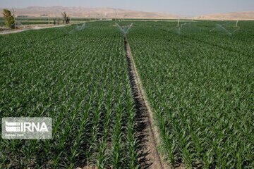 تولید ۱۰ درصد گندم ایران در کردستان