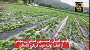 فیلم| بازدید اعضای کمیسیون کشاورزی مجلس از قطب تولید توت فرنگی گلستان