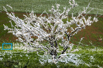 In photos: Spring snow in Iran's western province; Kordestan