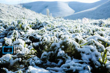In photos: Spring snow in Iran's western province; Kordestan