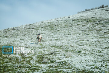 In photos: Spring snow in Iran's western province; Kordestan