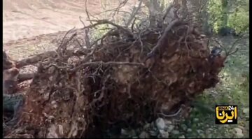 تشکیل پرونده قضایی برای قطع درختان بلوط«پارک جنگلی» یاسوج+ فیلم