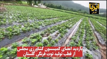 فیلم| بازدید اعضای کمیسیون کشاورزی مجلس از قطب تولید توت فرنگی گلستان