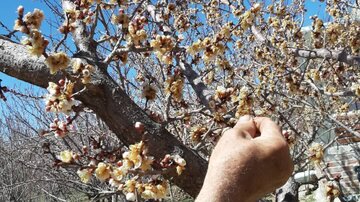 دماوند در شوک سرمای ناگهانی/ باغات میوه دچار سرمازدگی شدند